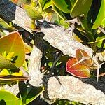 Carissa macrocarpa Bark