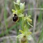 Ophrys virescens Mosusu