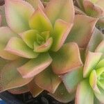 Aeonium decorum 葉