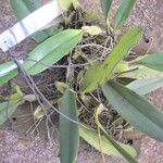 Bulbophyllum schinzianum Leaf