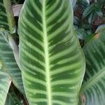 Calathea zebrina (Sims) Lindl.List