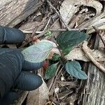 Pseuderanthemum variabile Blad