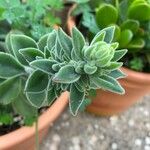 Echeveria coccinea List