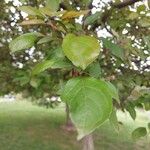 Malus hupehensis Leaf