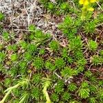 Saxifraga juniperifolia Leaf