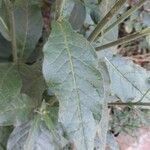 Nicotiana plumbaginifolia Blad