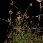 Dactyloctenium aegyptium Flower