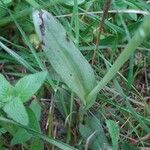 Ophrys apifera Yaprak