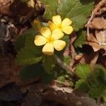 Aremonia agrimonoidesFlower