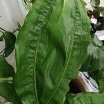 Cyclanthus bipartitus Leaf