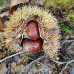 Castanea mollissima Gyümölcs