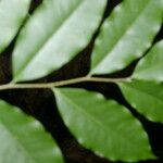 Aspidosperma rigidum ഇല