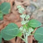 Chenopodium vulvaria Květ