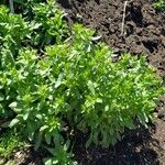 Thlaspi arvense Habit