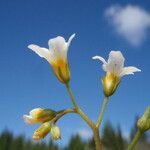 Romanzoffia californica Flor