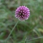 Allium sphaerocephalon Kvet