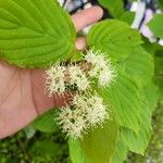 Cornus alternifoliaFlower