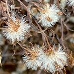 Dittrichia graveolens Fruit