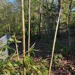 Phyllostachys nigraRinde