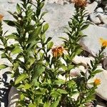 Inula spiraeifolia Leaf
