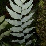 Adiantum petiolatum ഇല