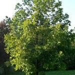 Quercus frainetto Агульны выгляд