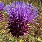 Cynara humilis Flor