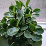 Peperomia magnoliifolia Leht