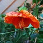 Callianthe picta Flor