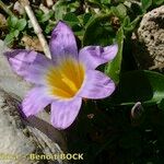 Romulea clusiana Květ