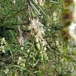 Gomphocarpus fruticosus Fleur