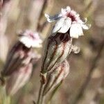 Silene ciliata Flor