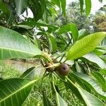 Ficus maxima Frukto