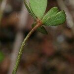 Marsilea batardae