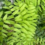 Osmunda regalis Leaf