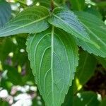 Strobilanthes hamiltoniana Levél