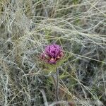 Castilleja exsertaBlüte