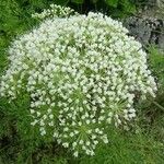 Katapsuxis silaifolia Fleur