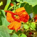 Tropaeolum majusFlor