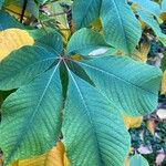 Aesculus parviflora Leaf