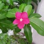 Catharanthus roseus Kwiat