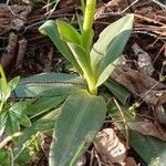 Ophrys speculum Deilen