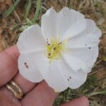 Oenothera albicaulis 花