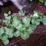 Cardamine asarifolia 整株植物