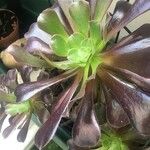 Aeonium arboreumLeht