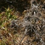 Carlina corymbosa Fruto