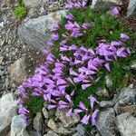 Penstemon davidsonii Habitus