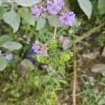 Phacelia distans Flower