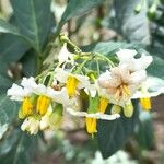 Solanum aligerum Λουλούδι