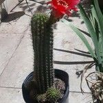 Echinopsis huascha Hoja